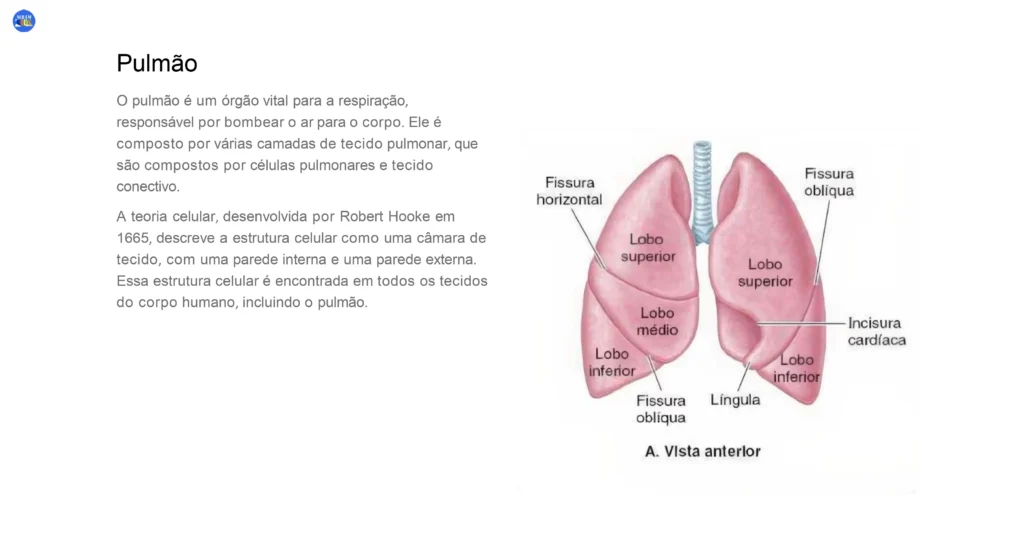 01-ciencias-6-ano-celulas-tecidos-e-os-principais-orgaos-do-corpo-humano-2023-10-30-20-30-26_page-0026-1024x539
